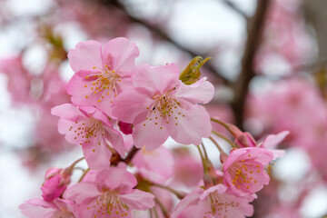 満開の河津桜のクローズアップ