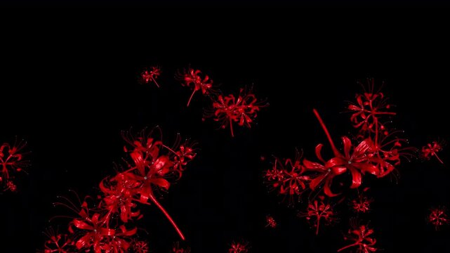 Red Lily Flowers transparant Background