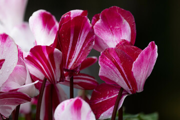 Spring Concept, Beautiful Blooming Red Cyclamen Persicum Flowers