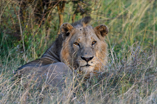 A lion in Kruger National Park taken on Safari in South Africa