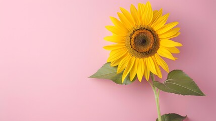 Vibrant Yellow Sunflower Blooming on Soft Pastel Pink Background, Ideal for Summer Designs