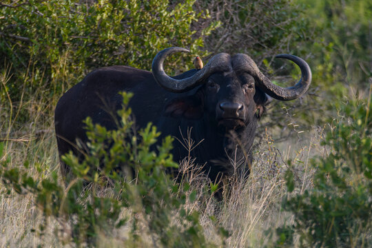 Cape Buffalo in the wilderness of Kruger National Park