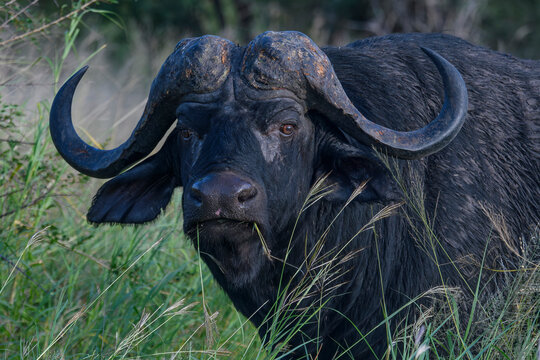 Cape Buffalo in the wilderness of Kruger National Park