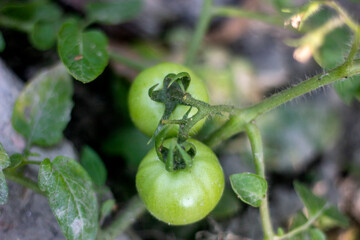 Two unripe tomatoes on a tree, and the blur behind them
