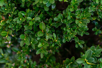boxwood bush, texture of green boxwood leaves as a background, uniform background