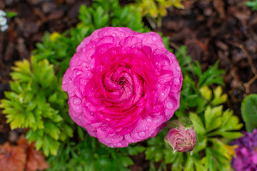 Pink ranunculus flower in droplets after rain