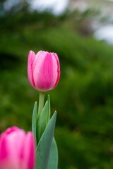 Pink tulips on the background of greenery. Natural spring background