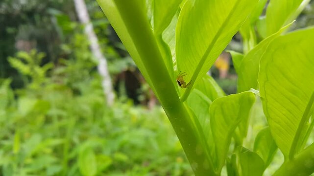 View of Telamonia dimidiata (two-striped jumper) on a light green leaf that looks like it is glowing. Perfect for a documentary on tropical rainforests and World Environment Day on June 5.