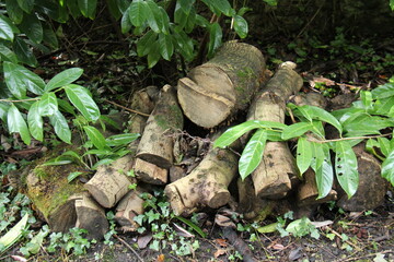 A Woodland Log Pile to Encourage Insect Wildlife.