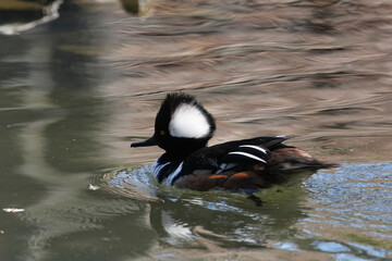 The hooded merganser (Lophodytes cucullatus) is a species of fish-eating duck in the subfamily Anatinae.
