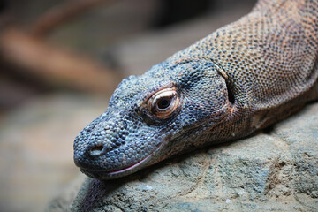 The Komodo dragon (Varanus komodoensis) is a large reptile of the monitor lizard family Varanidae that is endemic to the Indonesian islands.