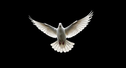 paloma blanca en vuelo
