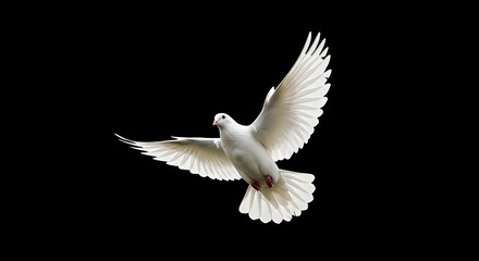 Fototapeta premium paloma blanca en vuelo