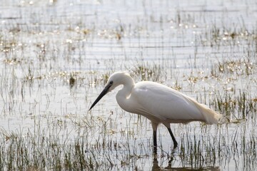 Aigrette garzette dans les marais