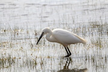 Aigrette garzette dans les marais