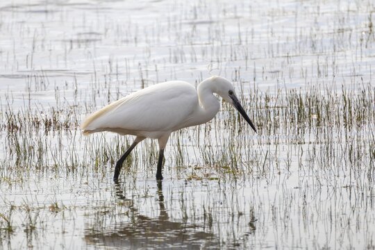 Aigrette garzette dans les marais