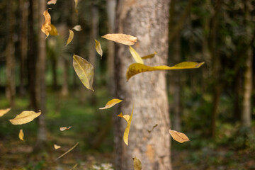 Many dry leaves are flying in the wind and behind it is a dense forest.