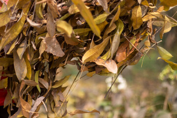 Many dry leaves are flying in the wind and behind it is a dense forest.