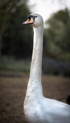 Elegant Mute Swan Portrait