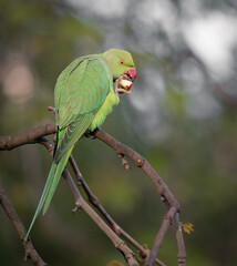 Rose-Ringed Parakeet Eating on a Bare Branch