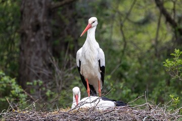Couple de cigognes dans un nid