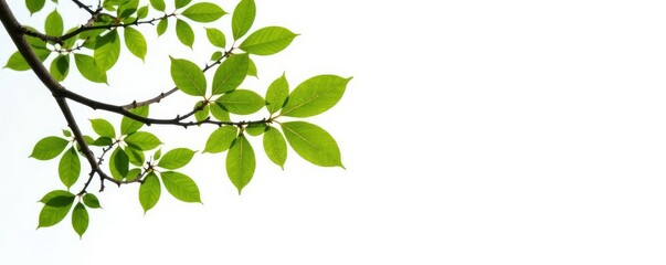 Fototapeta premium Isolated branches of a tree against a bright white background, light, abstract, clean
