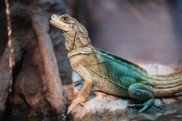 Agama is a genus of small-to-moderate-sized, long-tailed, insectivorous Old World lizards.