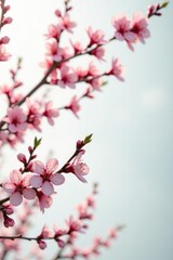 Fototapeta premium Tree branches with flowers or blossoms in a simple white environment, natural, nature