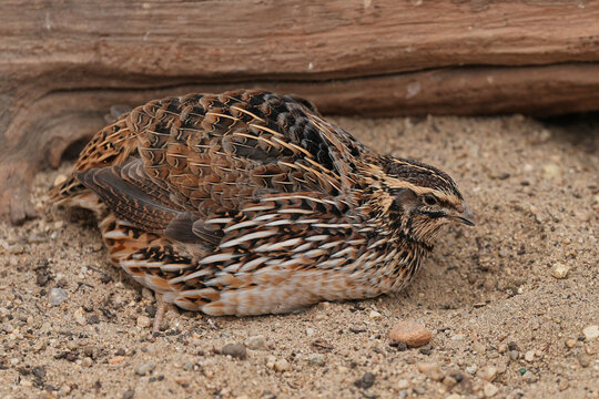 The Japanese quail (Coturnix japonica) is a species of Old World quail found in East Asia.