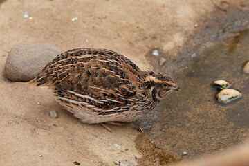 The Japanese quail (Coturnix japonica) is a species of Old World quail found in East Asia.