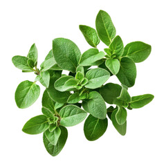 Fototapeta premium Fresh oregano close up on transparent background