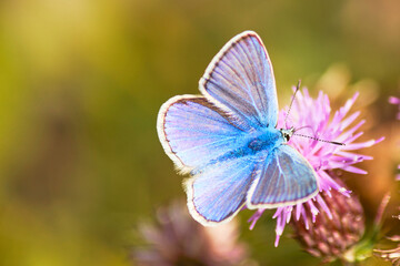 Butterfly Common Blue .