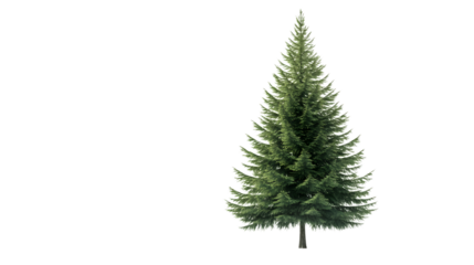 Douglas Fir Tree on White Background - Nature Beauty Stock Photo