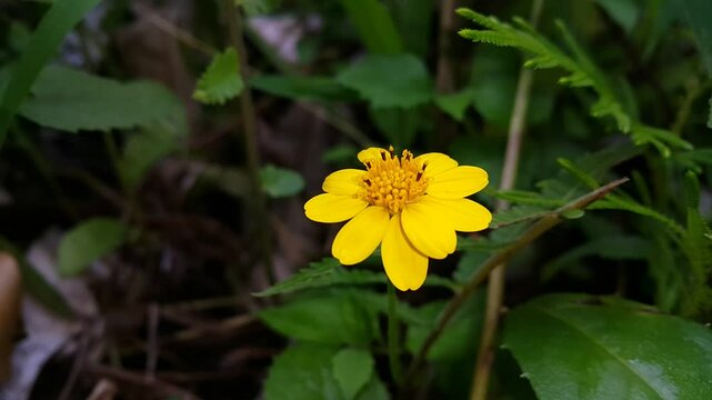 4k view of wedelia chinensis (Wedelia biflora or yellow flowers) in the mountains. Perfect for documentaries in tropical rainforests and World Nature Conservation Day on July 28th.