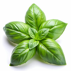sweet basil leaves isolated on white background