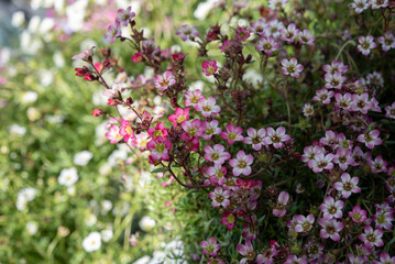 Obraz premium Saxifraga is the largest genus in the family Saxifragaceae, containing about 473 species of holarctic perennial plants, known as rockfoils. Springtime blooming..