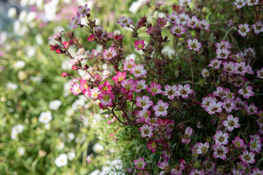 Saxifraga is the largest genus in the family Saxifragaceae, containing about 473 species of holarctic perennial plants, known as rockfoils. Springtime blooming..