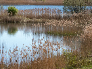 Reeds reflected in water in a wetland habitat
