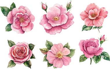 set of pink roses isolated on white