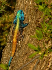 Colorful Agama Lizard With Vibrant Scales Climbing a Tree Trunk in Natural Light