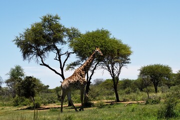 Giraffes in South African Savannah with Trees and natural surroundings