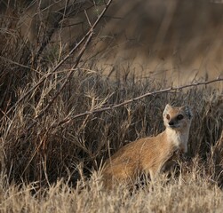Wild Yellow Mongoose Cynictis penicillata in Dry Grassland Habitat Observing Surroundings