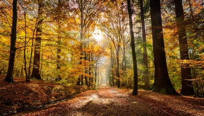 Obraz premium A walk in the forest in autumn