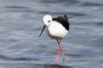 Stelzenläufer in einem Spanischen Gewässer