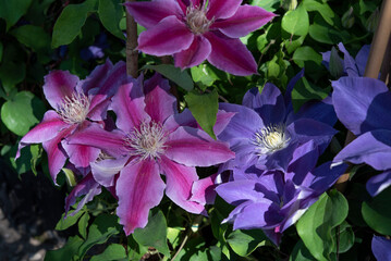 Clematis is a genus of about 380 species within the buttercup family Ranunculaceae..Close up....