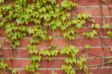 Green creeper plant growing on red brick wall