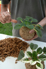 Making kokedama, a ball of soil, covered with moss, on which an ornamental plant grows. Is very popular in Japanese gardens.