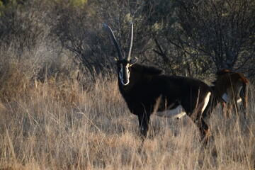 Majestic sable Antelope With Large Horns in South African Savannah Setting