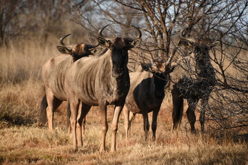 Grazing Wildebeest in African Savannah with Dry Vegetation and Blue Sky