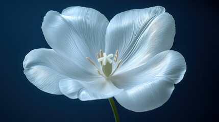 Fototapeta premium Delicate white tulip close-up